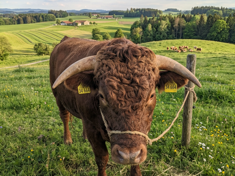 Rindfleischpaket vom Dexter Stier Rambo